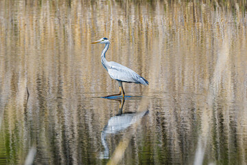 春の光の水面で見つけた青鷺