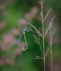 Pair of the white-legged damselfly or blue featherleg (Platycnemis pennipes) mating on grass in green meadow