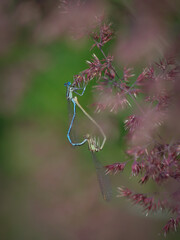 Pair of the white-legged damselfly or blue featherleg (Platycnemis pennipes) mating on grass in green meadow