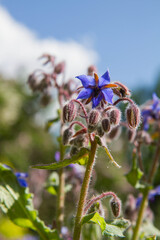 Borage flowers (Borago officinalis),also known as a starflower, blooming in a garden, seen upwards