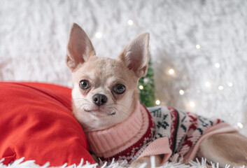 Adorable little Christmas dog chihuahua dog in sweater lies on a blanket.