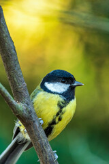 A great tit in the sun