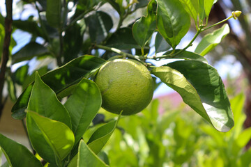 A small orange tree in the garden.