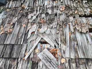 old grayish wood, moss and decay, like a dilapidated textured wooden background of a rotten roof