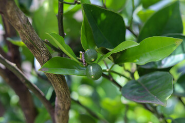 A small orange tree in the garden.