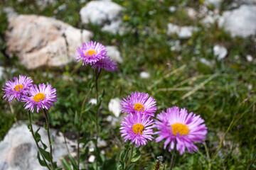 Beautiful summer views of blooming alpine meadows of Caucasus mountains