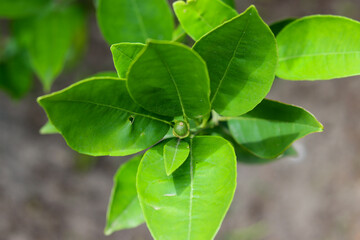 A small orange tree in the garden.