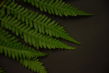 Paproć liście ciemne tablicowe tło © Anna