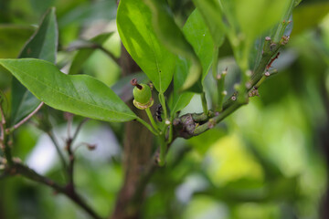 A small orange tree in the garden.