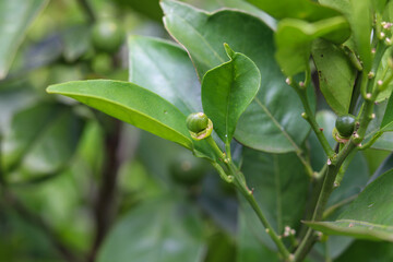 A small orange tree in the garden.