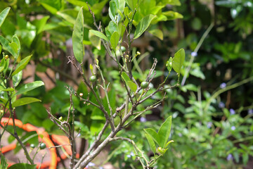 A small orange tree in the garden.