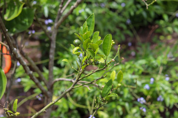 A small orange tree in the garden.