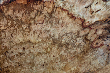 Nature oak burl wood striped is a wooden beautiful pattern for crafts or background