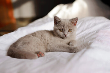 Fototapeta na wymiar Cute little kitten looks out from under the blanket lying on the bed