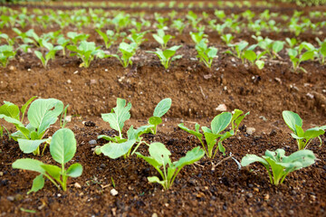 Lettuce Growth In The Plantation