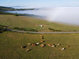 Cows pasturing in the mountain