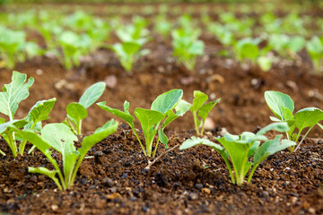 Lettuce Growth In The Plantation