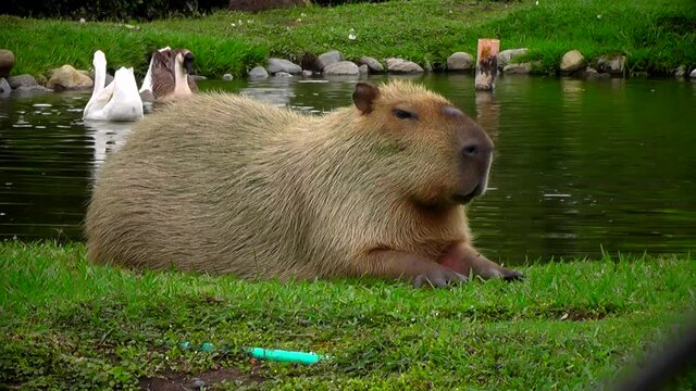 capibara chig&uuml;iro descansando sobre el c&eacute;sped al lado de un lago con patos