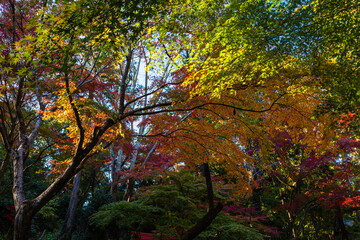 日本　静岡県袋井市、遠州三山の一つ油山寺の秋の紅葉