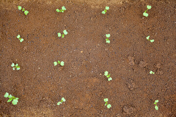 Lettuce Growth In The Plantation