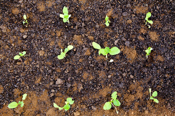 Lettuce Growth In The Plantation
