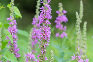 Fleurs violettes en gros plan sur fond de nature verte