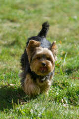 Petit Yorkshire se promenant dans l'herbe et la nature