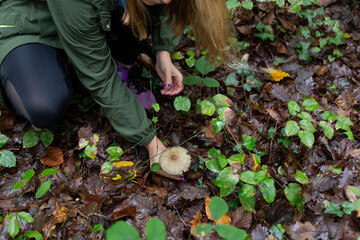 Beautiful woman collecting mushrooms in the forest