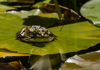Frosch mit Spiegelung in Teich