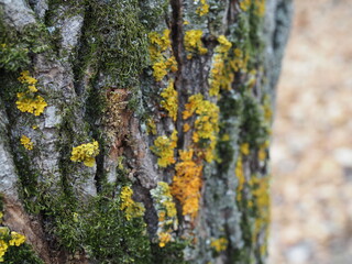 green moss on a tree trunk. autumn tree.