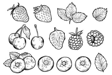 Set of various berries, hand drawn vector