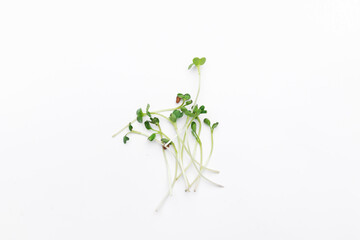 Bunch of isolated microgreen radish sprout. Healthy lifestyle, superfood