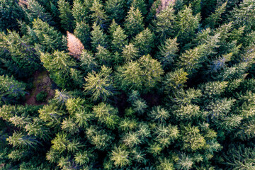Pinetree forest aerial view from drone 