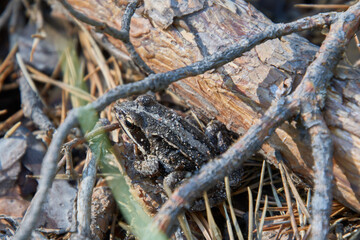 grey frog hiding in the woods
