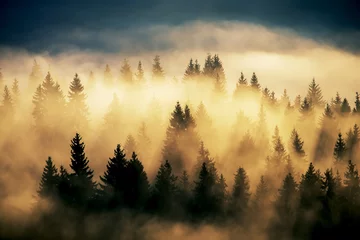 Papier Peint photo Forêt dans le brouillard Paysage brumeux avec forêt de sapins. Style vintage. Extravagance de lumière parmi les sapins majestueux.