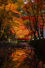 日本　静岡県周智郡森町、小國神社のライトアップされた紅葉