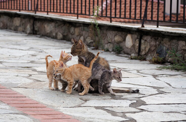 Greece cat family in Kalambaka town