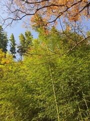 green forest in autumn