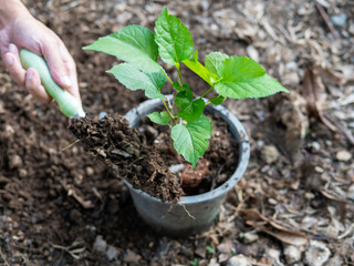 Hand holding shovel planting young green mulberry plant outdoor, do gardening concept.