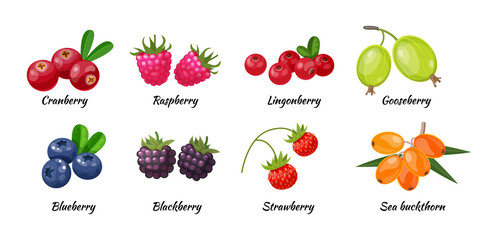 Forest berry and fruit plant. Juicy fresh berries cranberry, raspberry, gooseberry, lingonberry, blueberry, blackberry, strawberry, sea buckthorn