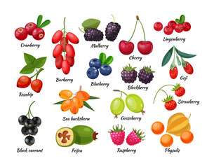 Forest berry and fruit plant. Juicy fresh berries barberry, lingonberry, blueberry, cherry, blackberry, strawberry, cranberry, currant, gooseberry, raspberry, physalis, feijoa, rosehip, goji