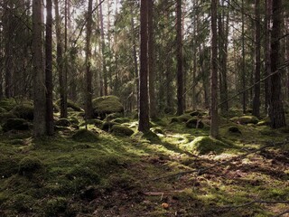 Obraz premium path in the forest