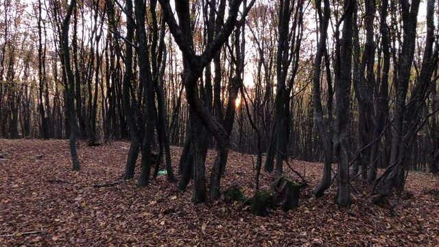 Autumn forest in Romania 10 (60fps)