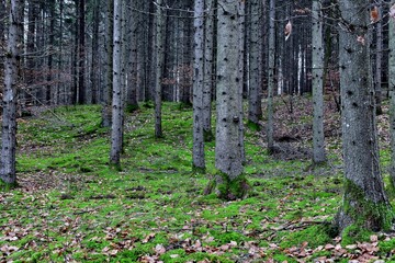 Wald mit Moos bedecktem Boden