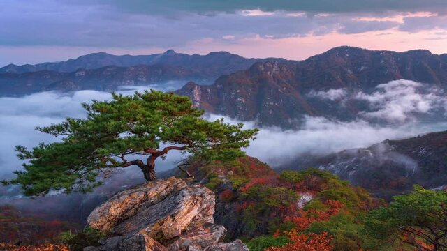 Pine trees towering on the rocks atop Jebibong. In the morning, a sea of ​​mist flows through the river in the valley. In the autumn of South Korea Time-lapse 4K