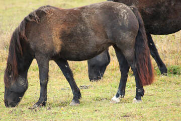 Obraz premium The horse runs and stands in the tall grass. Long mane, a brown horse gallops.