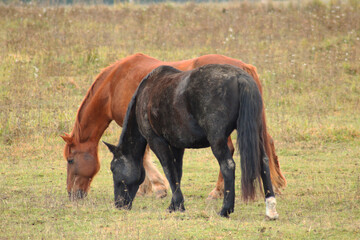 The horse runs and stands in the tall grass. Long mane, a brown horse gallops.