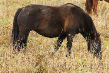 The horse runs and stands in the tall grass. Long mane, a brown horse gallops.