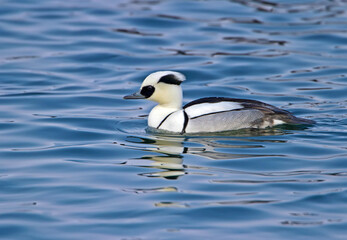 Male and female smew (Mergellus albellus) photographed close-up swimming in the water