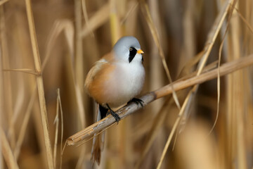 Males and females of The bearded reedling (Panurus biarmicus) are solitary and in groups perch on reed stalks in the soft morning light. Close-up and detailed photos from an unusual angle